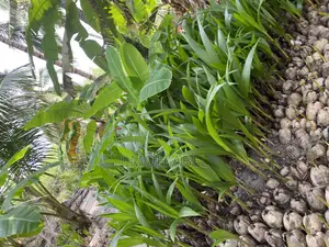 Dwarf Coconut Seedlings