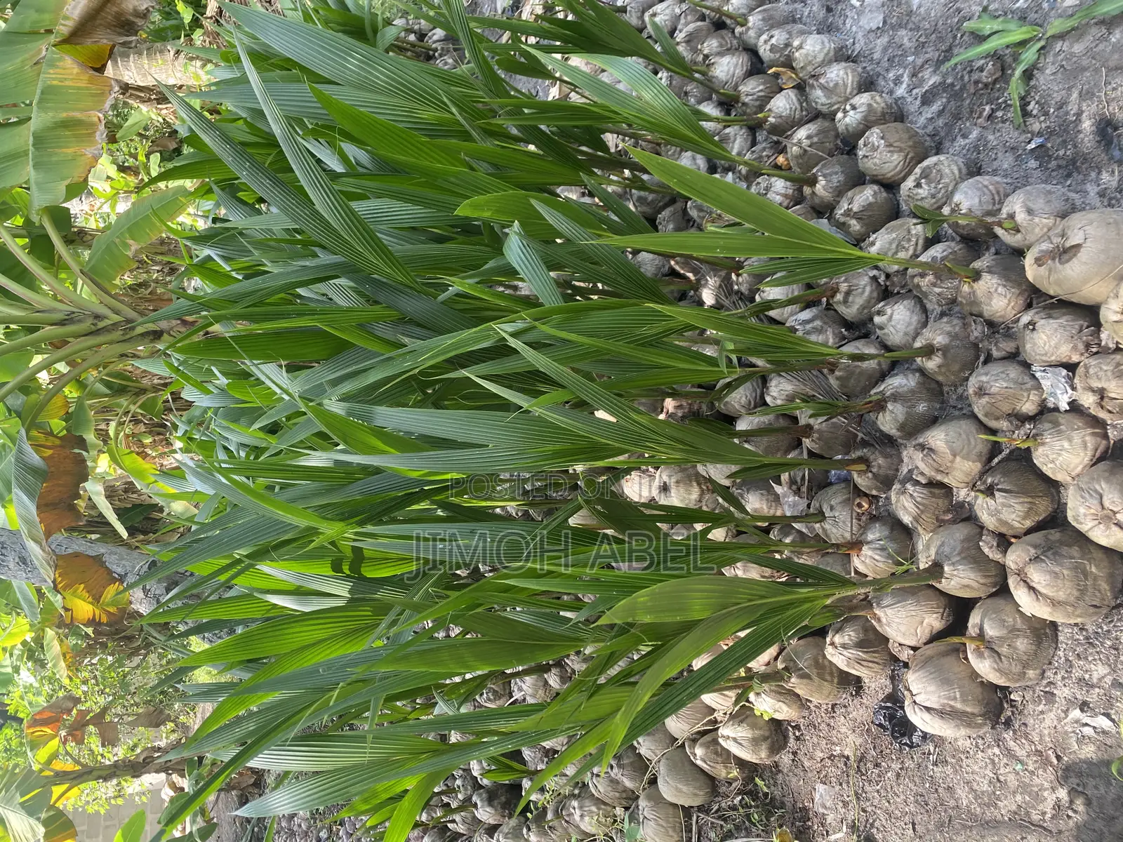 Dwarf Coconut Seedlings