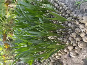 Dwarf Coconut Seedlings