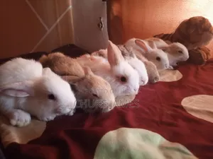 Fantastic Bunnys