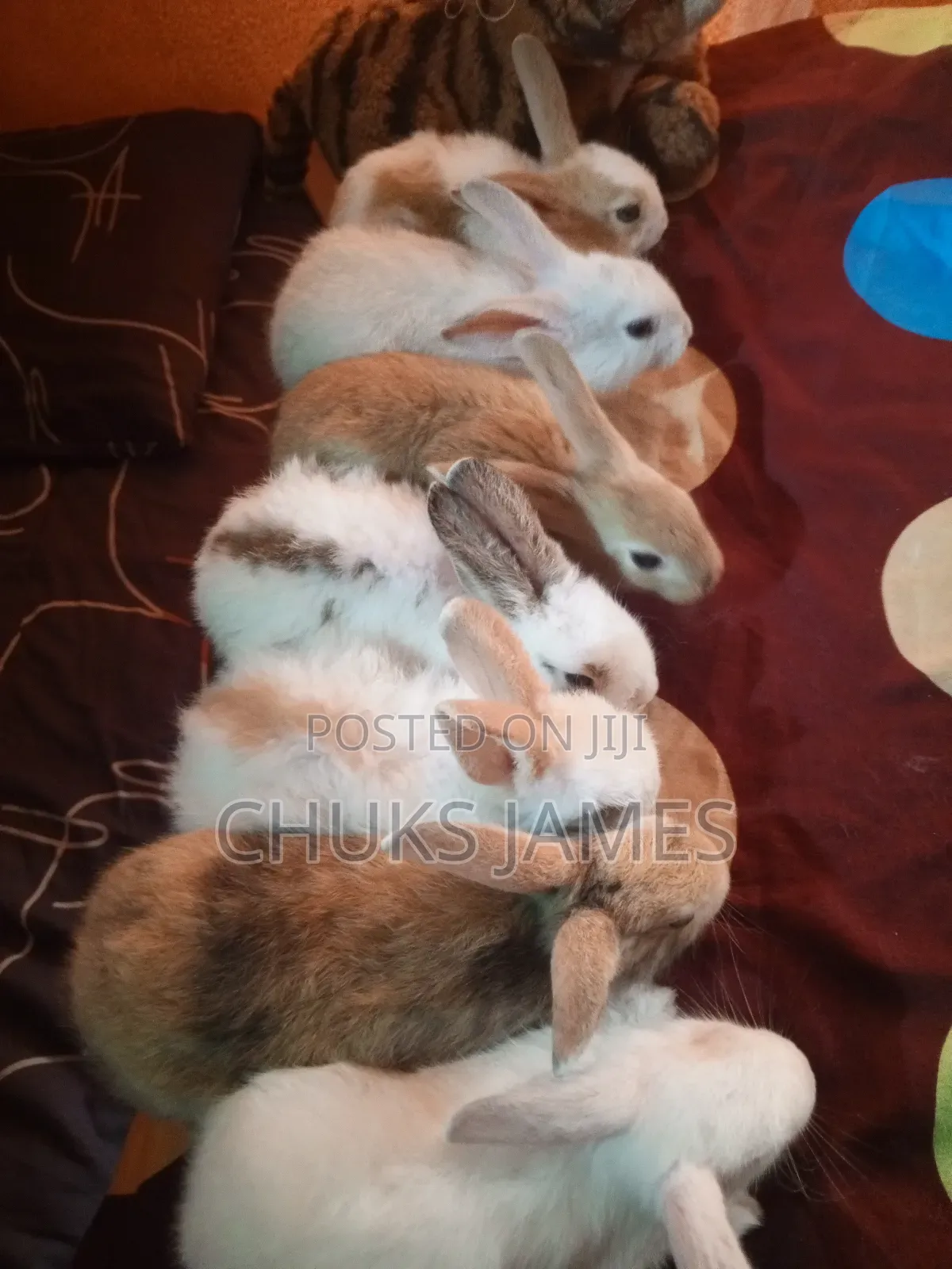 Fantastic Bunnys