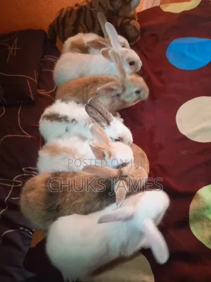 Fantastic Bunnys