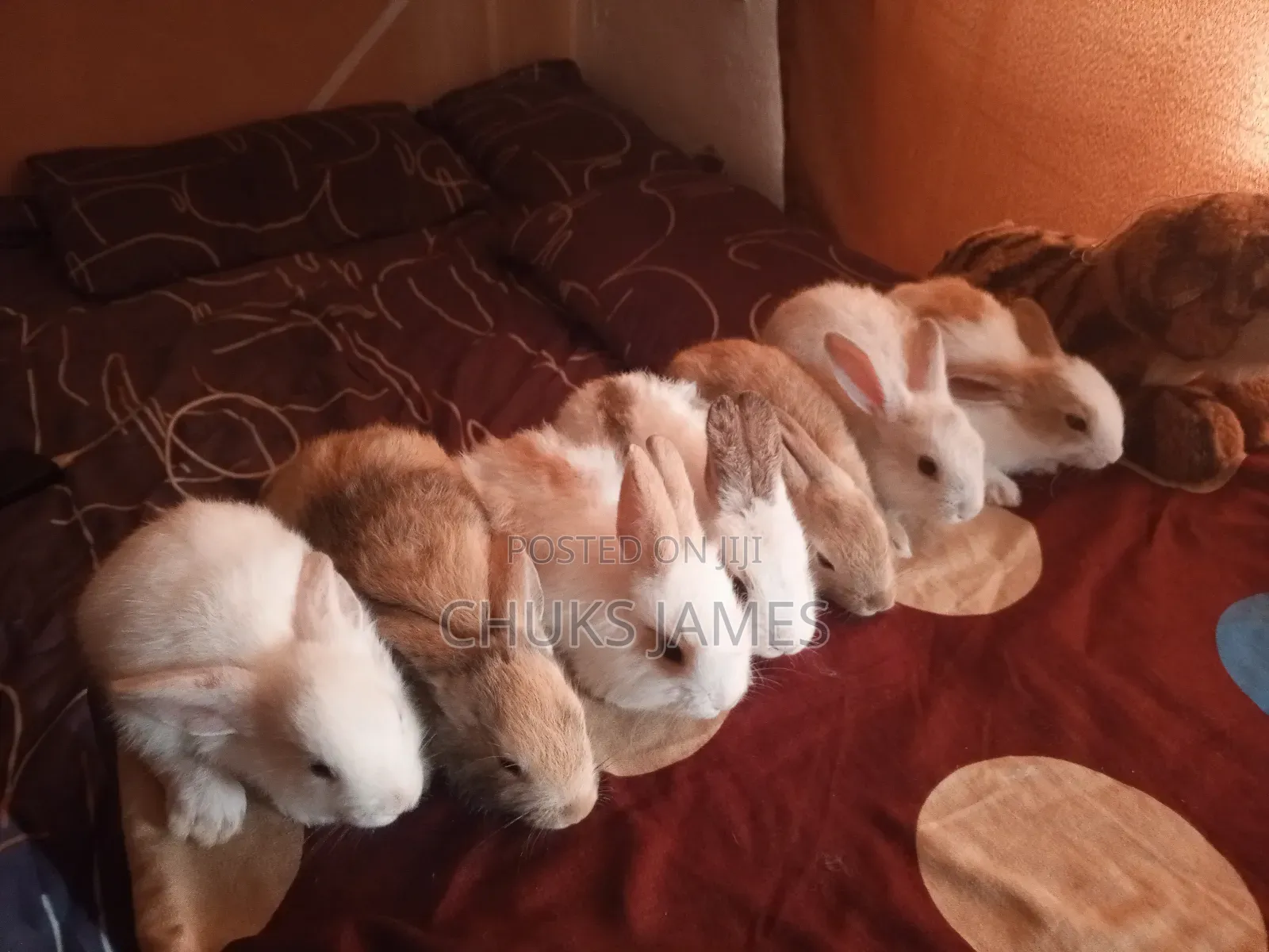 Fantastic Bunnys