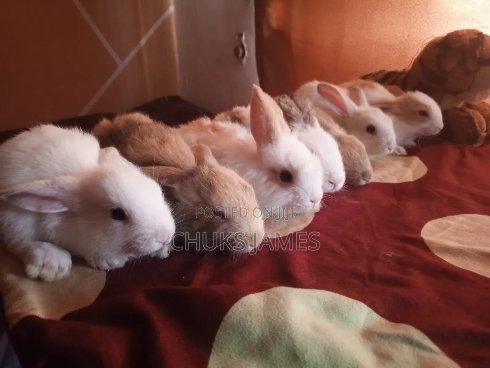 Fantastic Bunnys