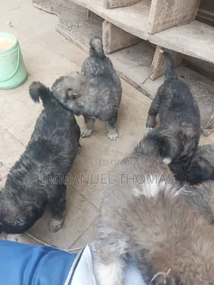 1-3 months Male Purebred Caucasian Shepherd