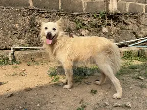 6-12 months Male Purebred American Eskimo