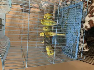 Lovely Budgies Birds for Sale