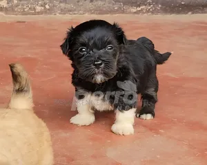 1-3 months Female Purebred Lhasa Apso