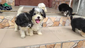 1-3 months Male Purebred Lhasa Apso