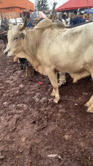 Affordable Healthy Cow – Serious Buyers Only