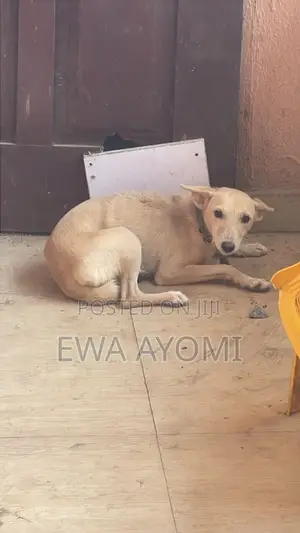 1+ year Female Mixed Breed Dog