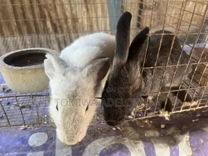 Cute Bunnies