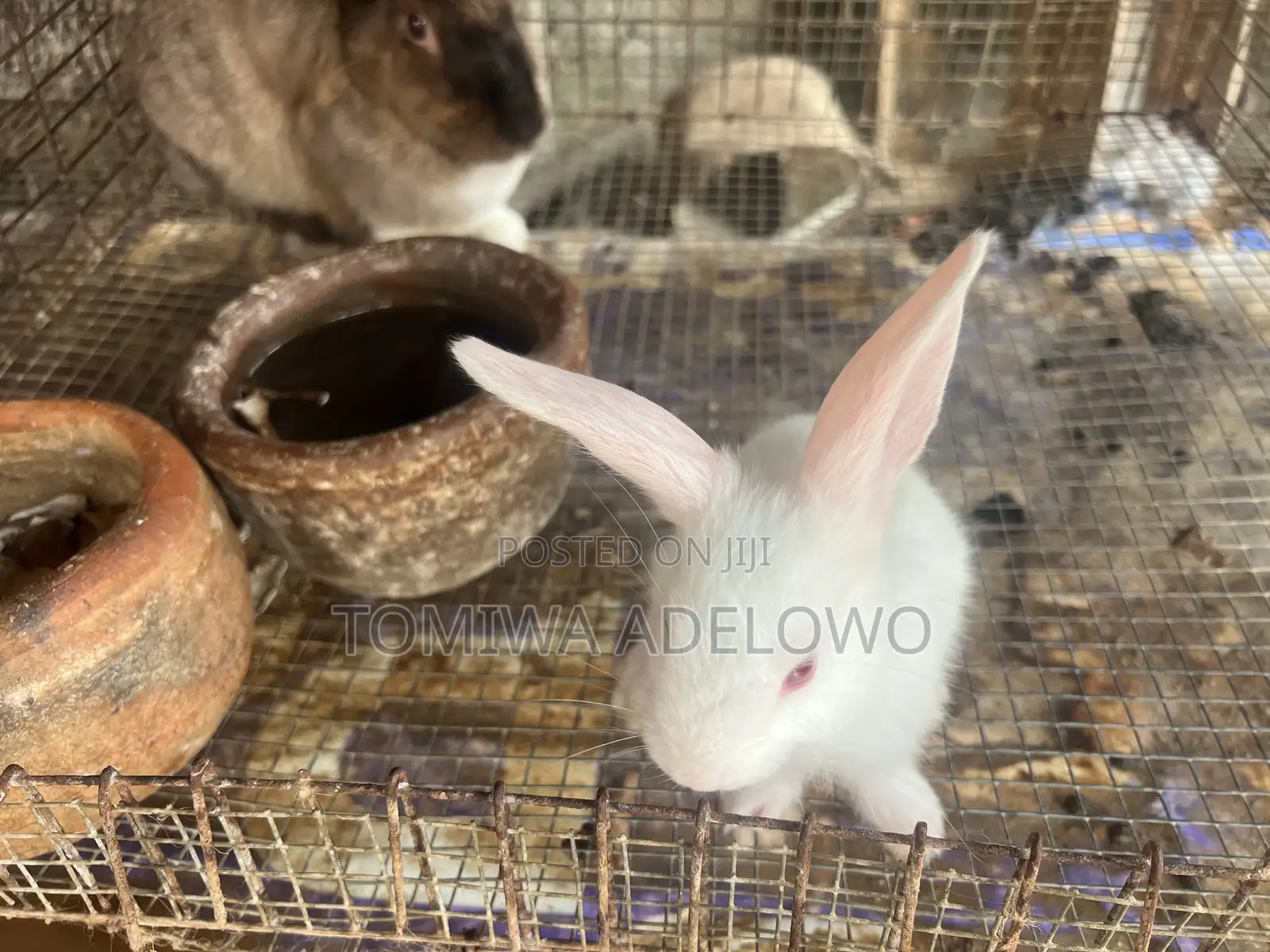 Cute Bunnies