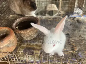 Cute Bunnies