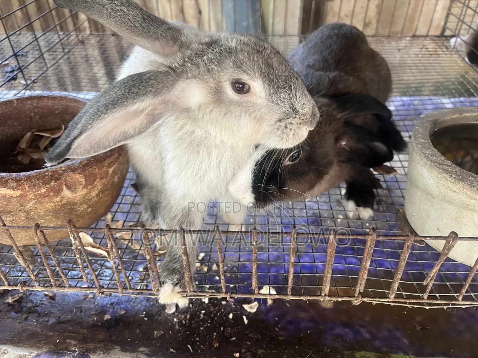 Cute Bunnies