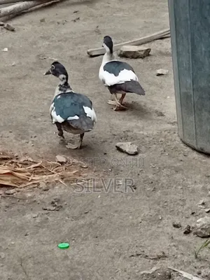 Ducks and Ducklings