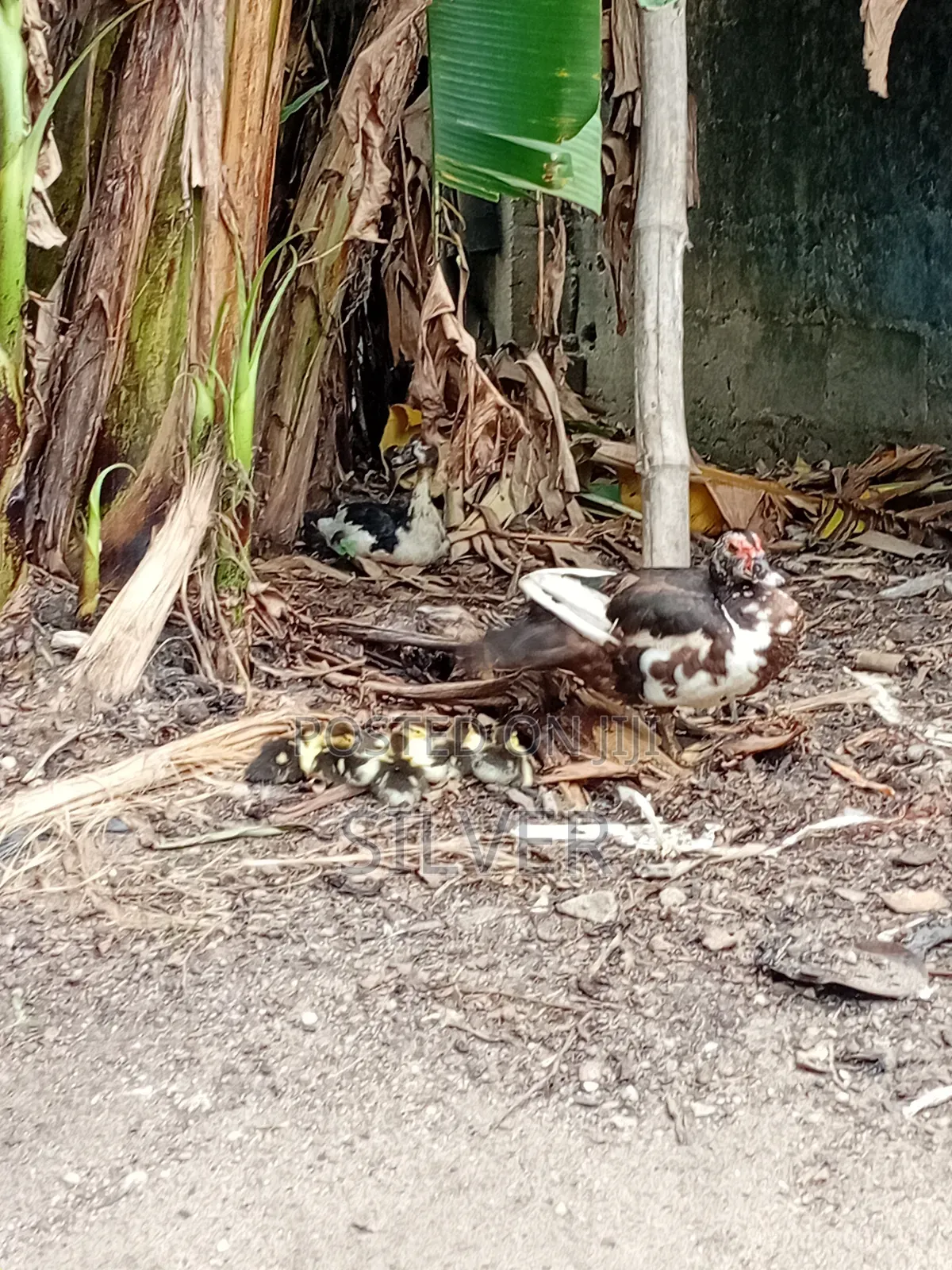 Ducks and Ducklings