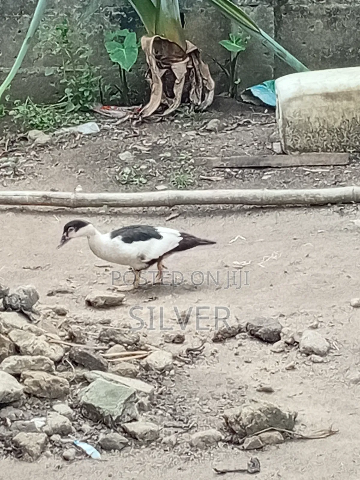 Ducks and Ducklings