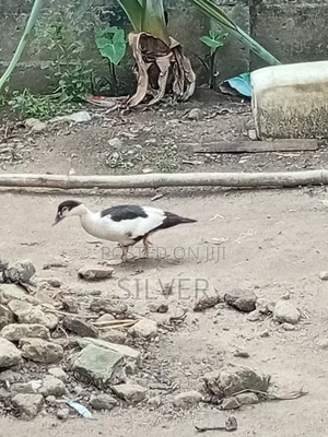 Ducks and Ducklings