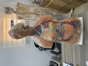 Unisex Torso Human Anatomical Model