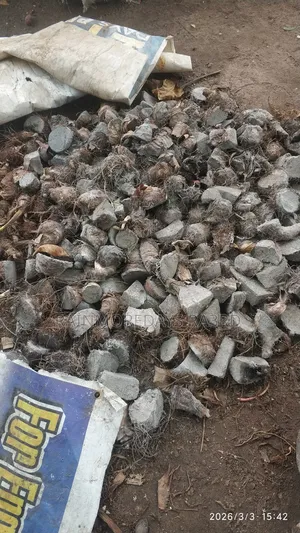 Cocoyam Suckers/Corms