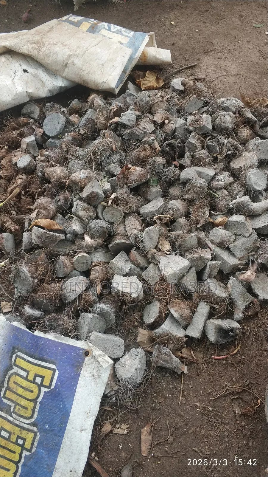 Cocoyam Suckers/Corms