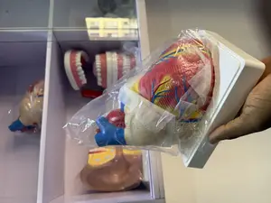 Heart Anatomical Model
