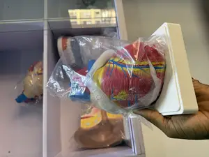 Heart Anatomical Model