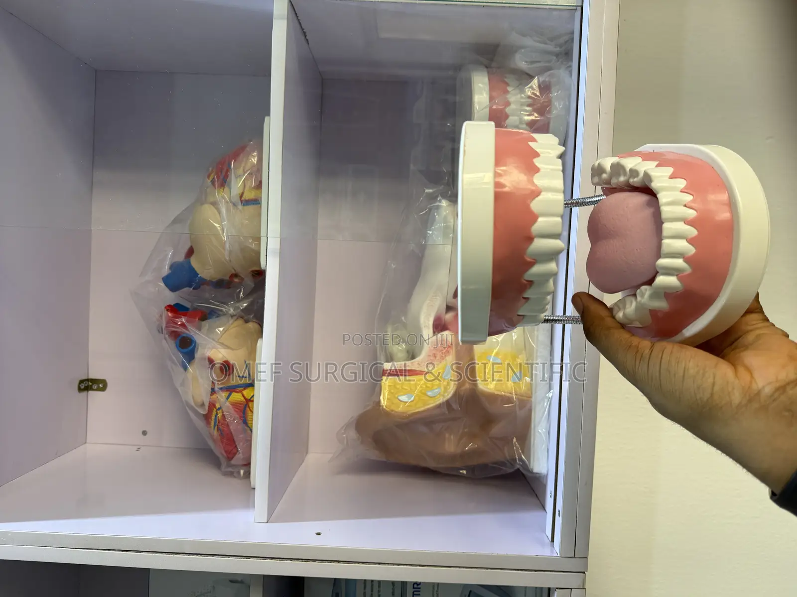 Teeth Anatomical Model