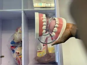 Teeth Anatomical Model