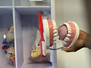 Teeth Anatomical Model