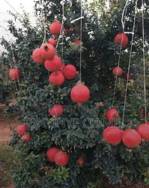 Pomegranate Seedlings