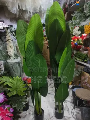 Banana Plant Available as Seen in Two Sizes