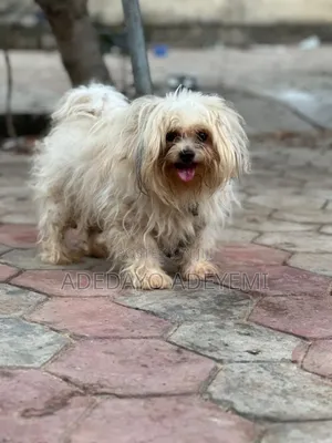 1+ year Male Purebred Lhasa Apso
