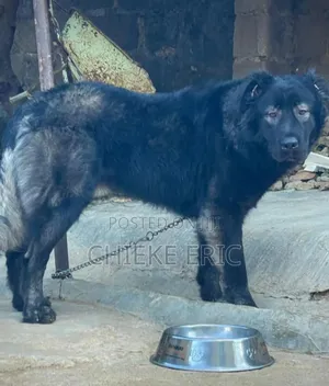 1+ year Male Purebred Caucasian Shepherd