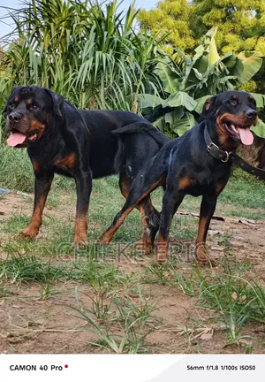 1+ year Male Purebred Rottweiler