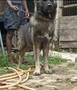 1+ year Male Purebred Caucasian Shepherd