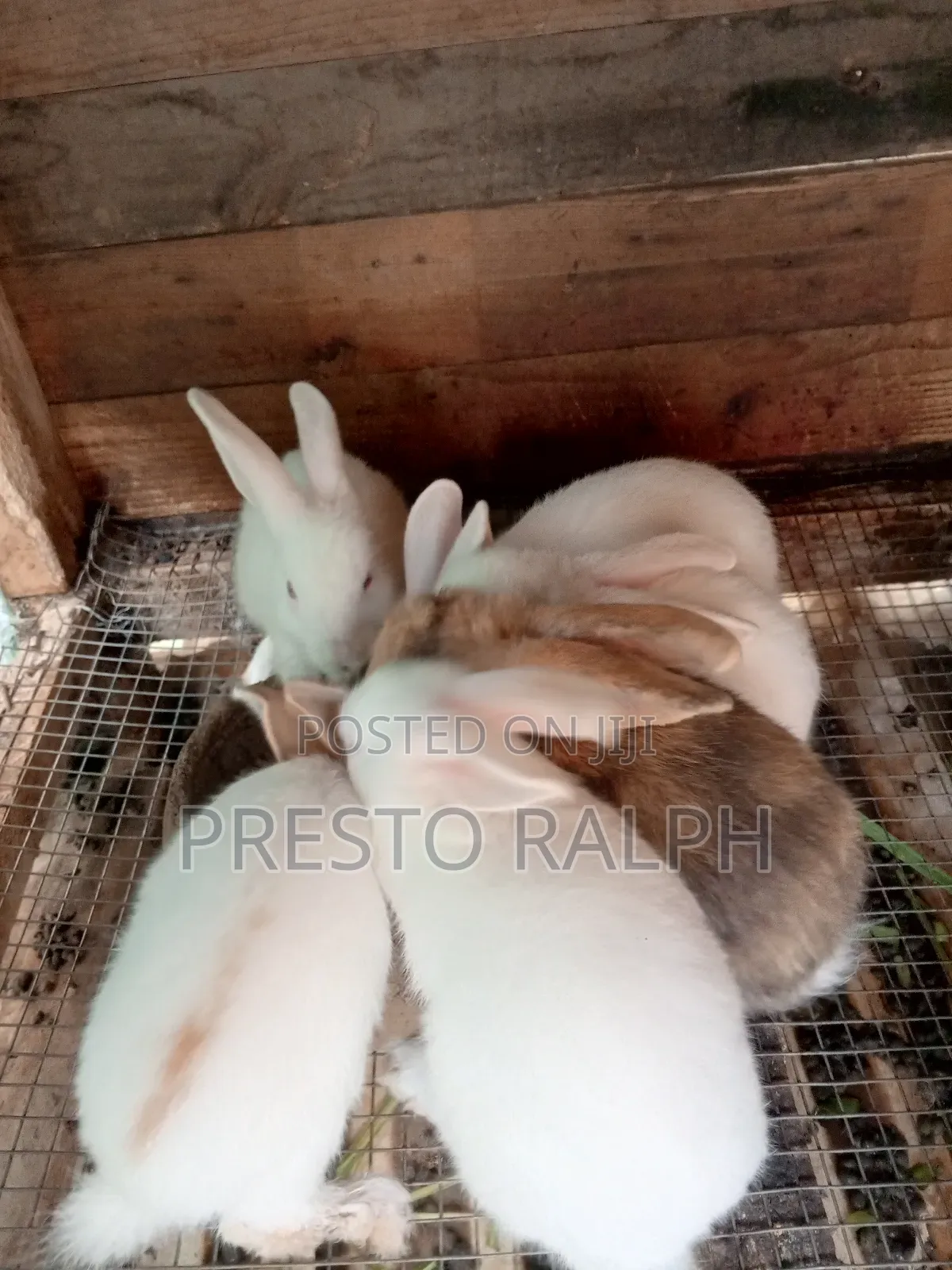 Rabbit Breed