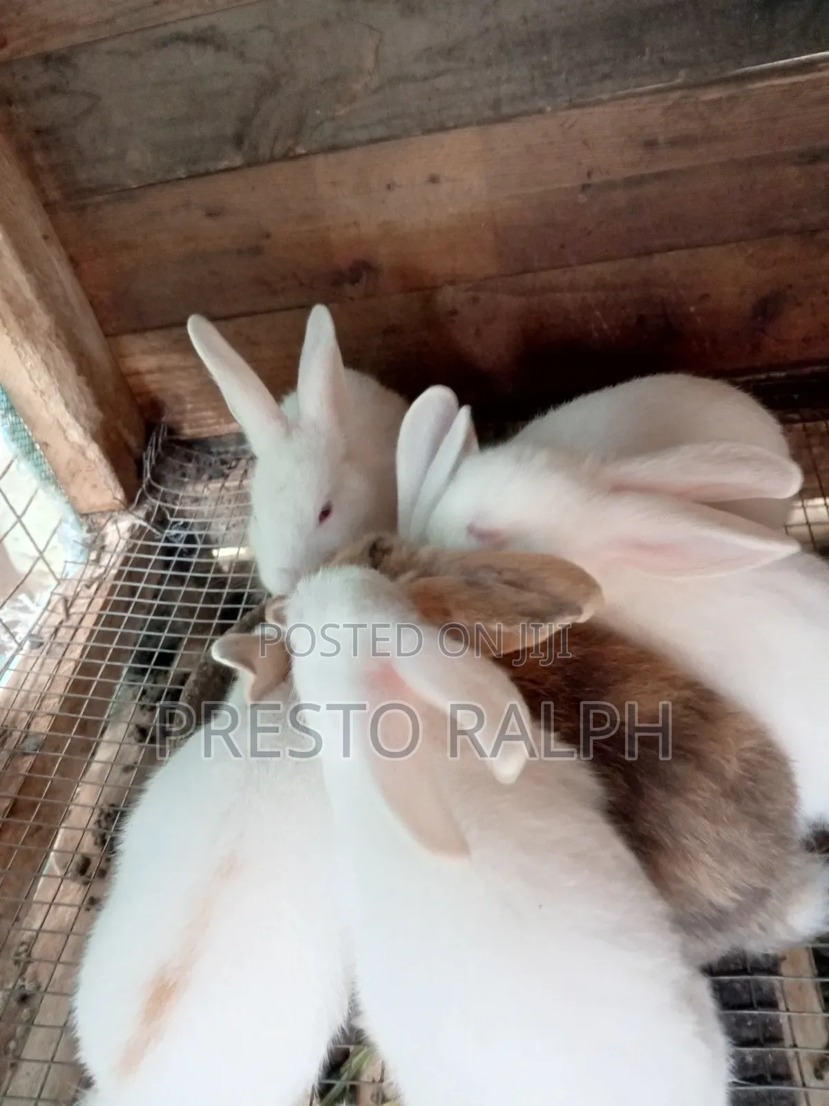 Rabbit Breed