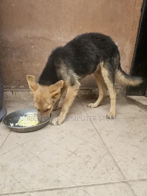 3-6 months Female Purebred German Shepherd