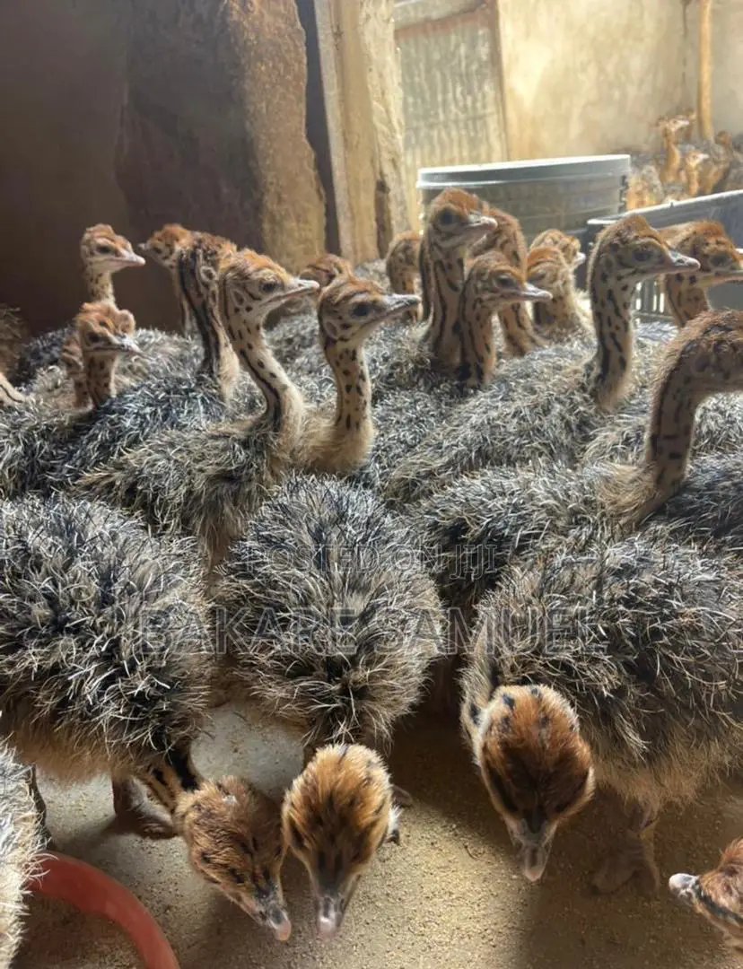 Ostrich Chicks Are Available as Seen