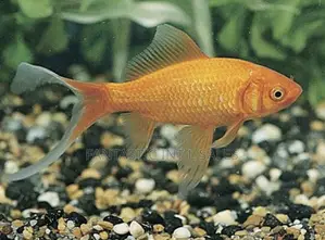 Orange Comet Goldfish