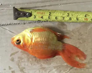 Orange Comet Goldfish