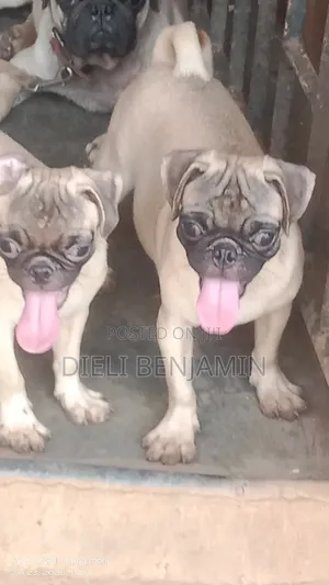 6-12 months Male Purebred Pug