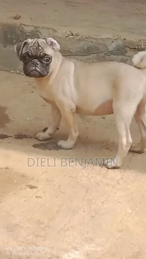 6-12 months Male Purebred Pug