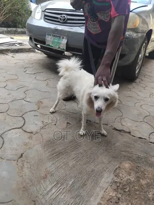 1+ year Female Purebred American Eskimo