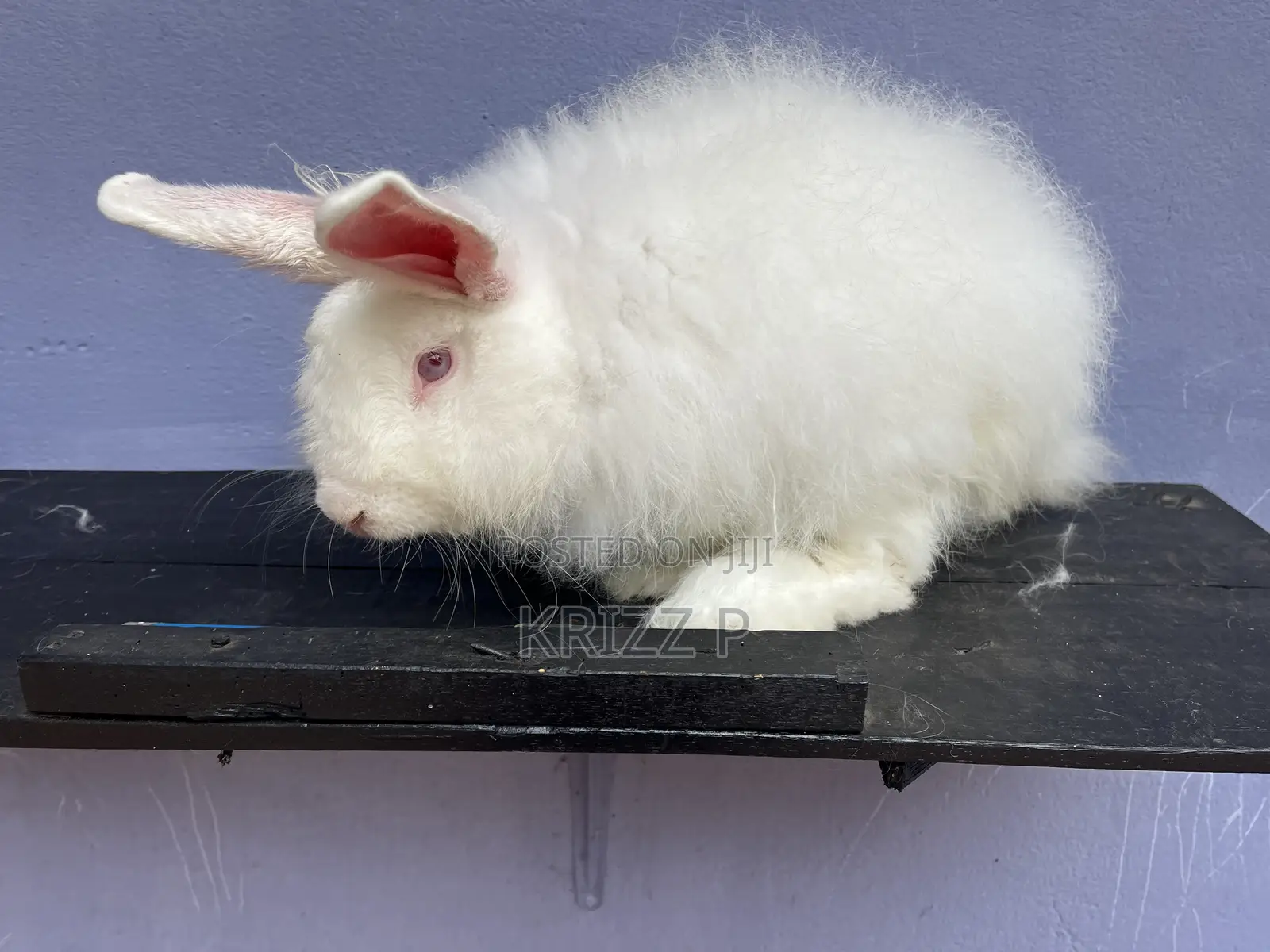 Foreign Rabbits