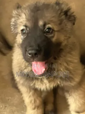 1-3 months Female Purebred Caucasian Shepherd