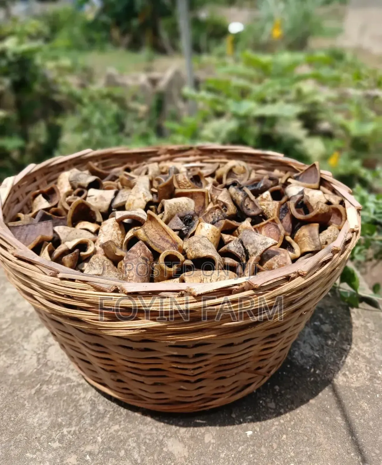 Dried White Pomo