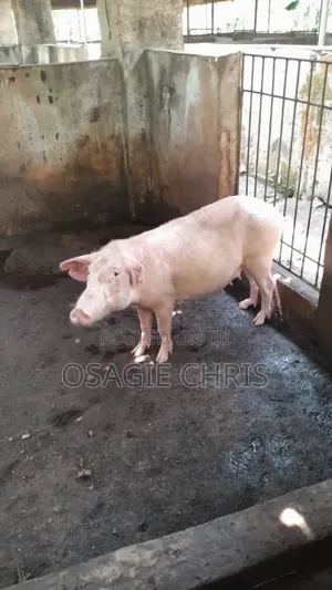 Pig Clearance in Okada